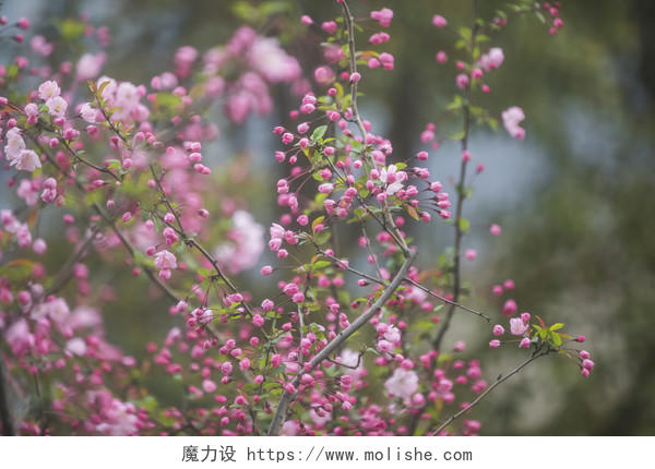 春天粉色花卉背景图片